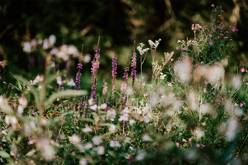 The Benefits of Wildflower Seed Paper Greeting Cards